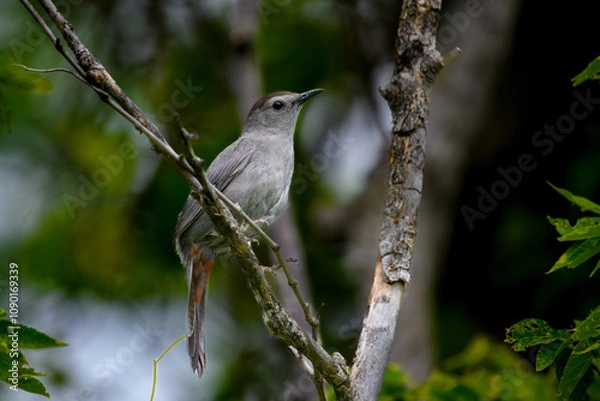 Obraz Gray Catbird Dumetella carolinensis Perched in tree