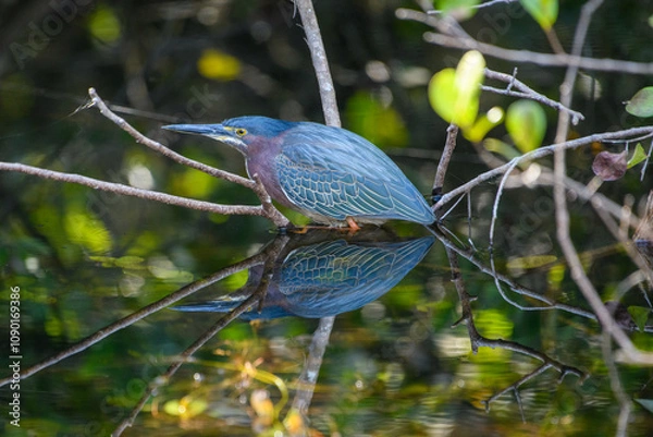 Obraz Green Heron Butorides virescens ORDER: Pelecaniformes FAMILY: Ardeidae