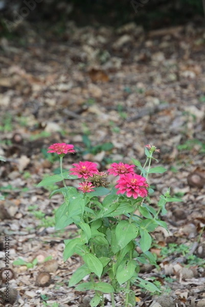 Obraz red rose on the ground