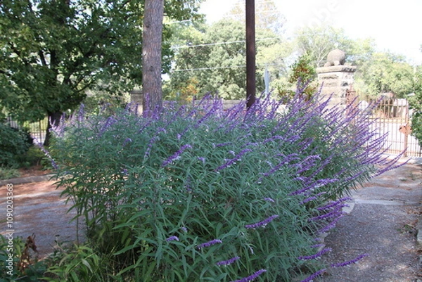 Obraz lavender field in region