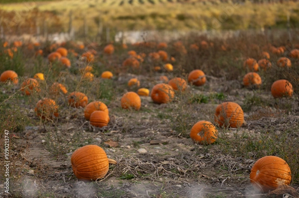 Obraz pumpkin in the field