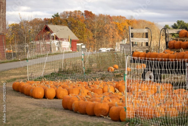 Obraz pumpkins on a farm