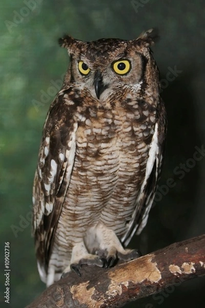 Obraz Eagle Owl Portrait