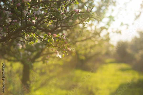 Obraz Spring Garden Apple