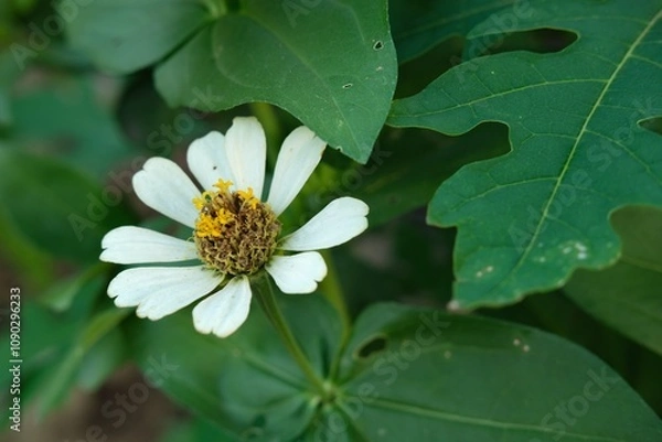 Obraz A beautiful white zinnia flower with a yellow center blooming amidst vibrant green leaves. Captured in natural light, this close-up showcases the delicate details of the petals and lush foliage.