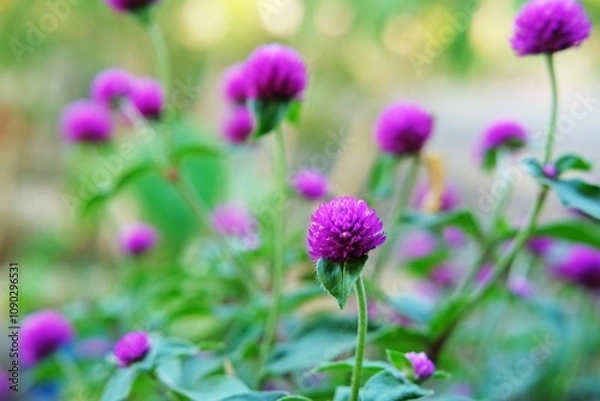 Obraz A vibrant cluster of blooming purple globe amaranth flowers (Gomphrena globosa) in a lush green garden.Colorful blossoms symbolize longevity and add a touch of beauty to any natural setting