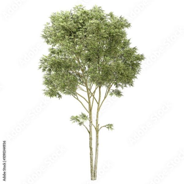 Fototapeta 3d rendering of Australian Eucalyptus tree isolated on transparent Canvas