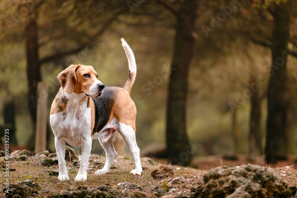 Fototapeta Attentive Beagle dog exploring in an autumn forest
