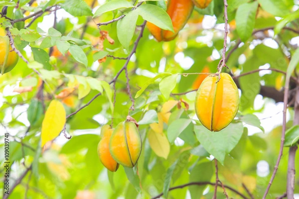 Obraz Fresh star apple fruit on the tree.