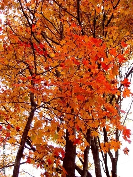 Obraz autumn