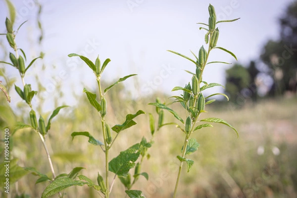 Obraz Green Sesame Pods in Natural Habitat