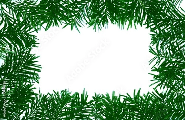 Fototapeta Detail of coniferous - frame