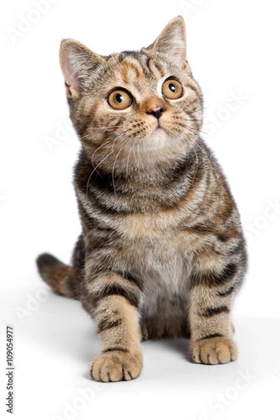 Fototapeta Striped red british cat (isolated on white)