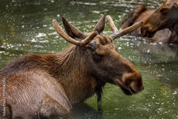 Obraz Elk bath. Elk, Alces alces, relaxing in water in hot summer day. Bull moose with growing antlers covered by velvet. World's tallest, largest and heaviest deer. Majestic beautiful animal. Wildlife.