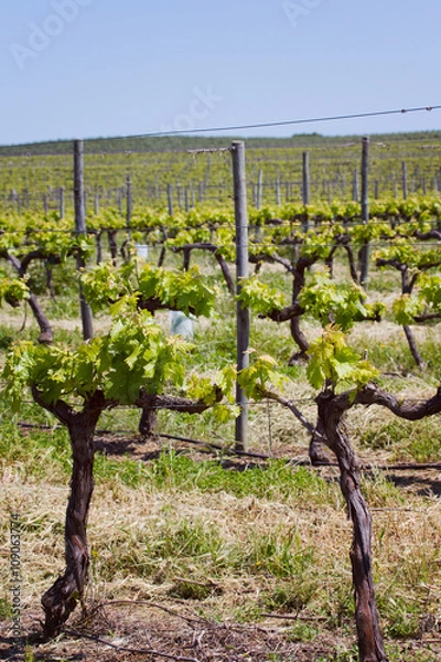 Fototapeta field with grape tree in Portugal