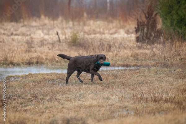 Fototapeta Beautiful labrador retriever carrying a green training dummy in its mouth during a competition.