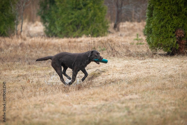Obraz Beautiful labrador retriever carrying a green training dummy in its mouth during a competition.