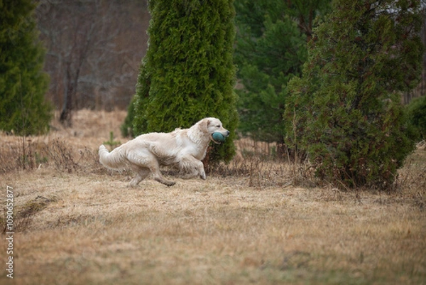 Obraz Beautiful golden retriever carrying a green training dummy in its mouth during a competition.