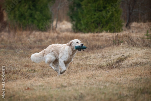 Fototapeta Beautiful golden retriever carrying a green training dummy in its mouth during a competition.