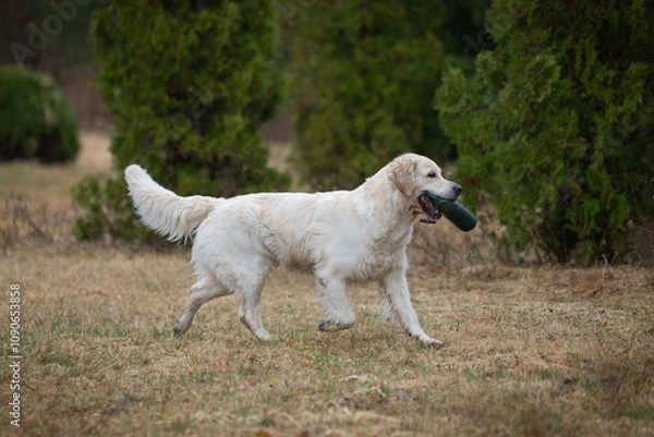 Obraz Beautiful golden retriever carrying a green training dummy in its mouth during a competition.