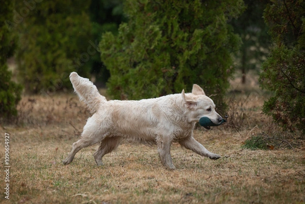 Fototapeta Beautiful golden retriever carrying a green training dummy in its mouth during a competition.