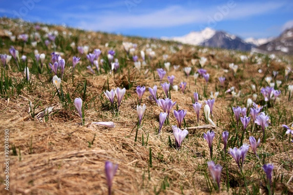 Obraz Primavera in Lessinia