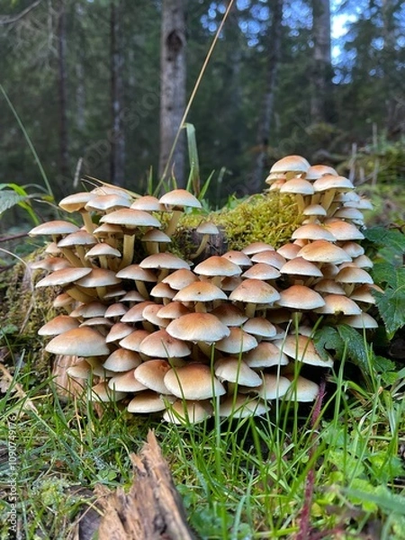 Obraz 
Grünblättriger Schwefelkopf