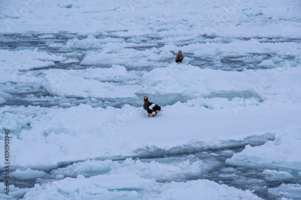 Fototapeta 流氷とオオワシ　オジロワシ