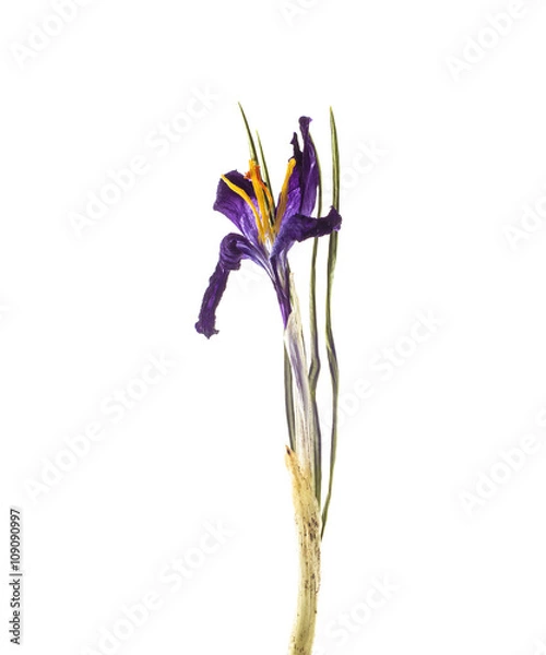 Obraz Dried crocus - Saffron