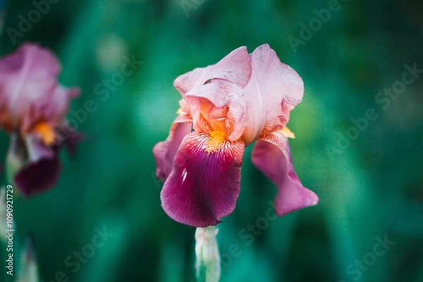 Obraz fioletowy iris on a green background