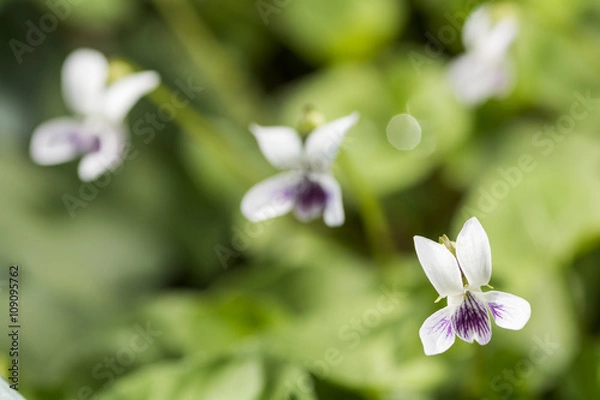 Fototapeta ツボスミレの花のアップ