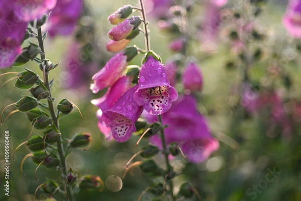 Obraz Digitale pourpre