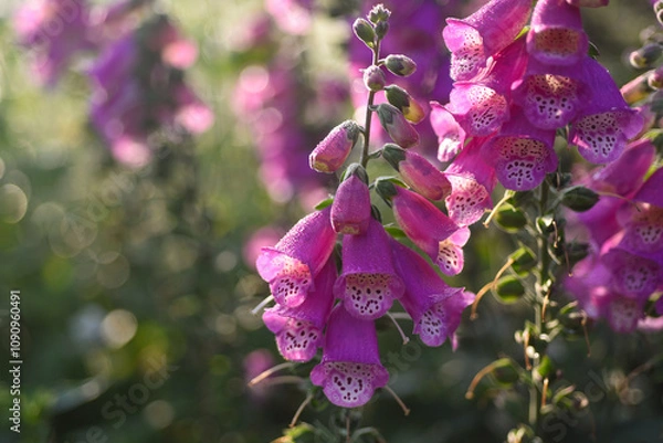 Obraz Digitale pourpre