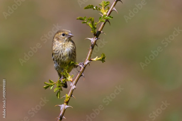 Obraz Eurasian Siskin