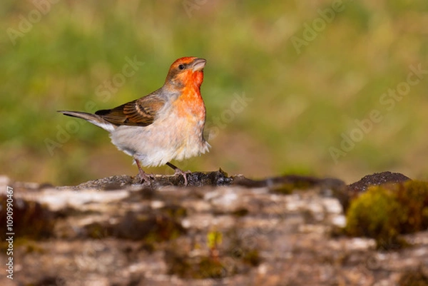 Obraz Common Rosefinch