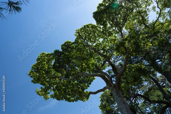 Fototapeta 空と樹