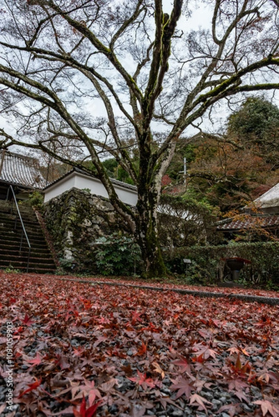 Fototapeta 紅葉の絨毯