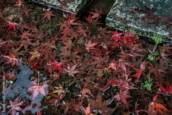 Fototapeta 紅葉の絨毯