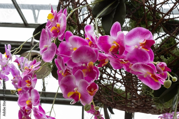 Fototapeta Orchid Sphere