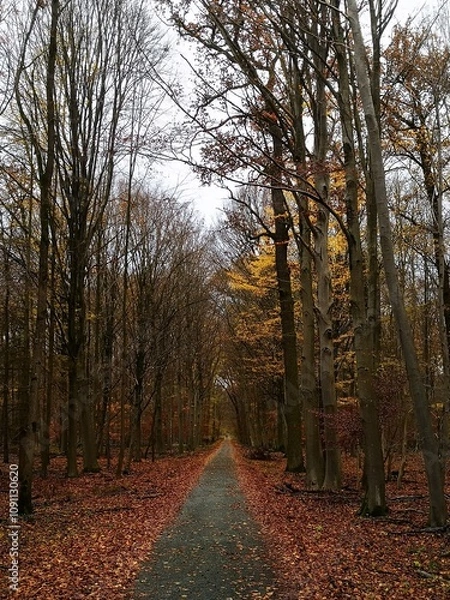 Obraz Novemberwald