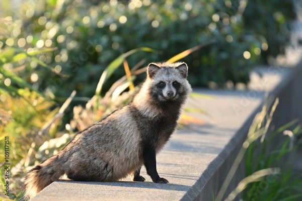 Obraz 狸　タヌキ