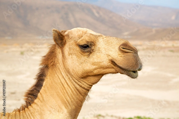 Fototapeta in oman  dromedary