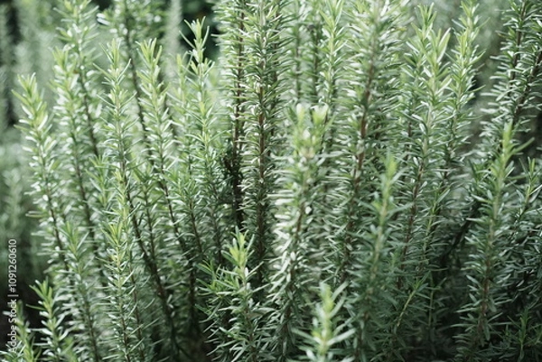 Obraz ローズマリー