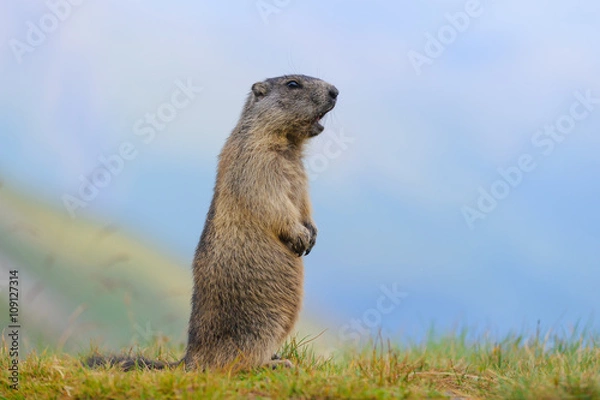 Fototapeta Murmeltier in den Alpen - marmot in the alps 68