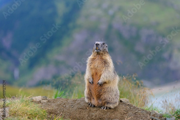 Fototapeta Murmeltier in den Alpen - marmot in the alps 19