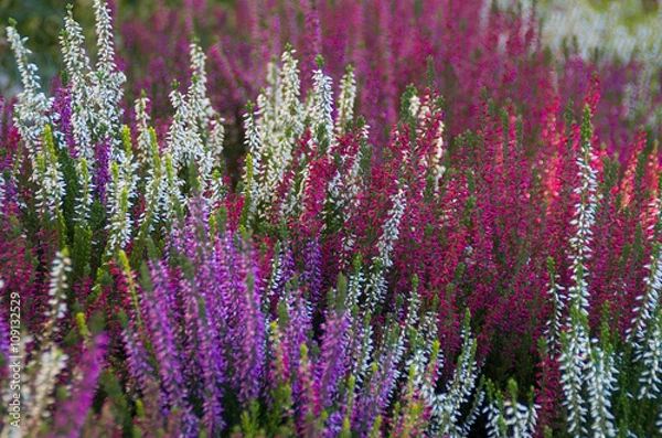 Fototapeta Heidekraut