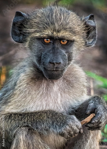 Obraz baboon sitting on the ground