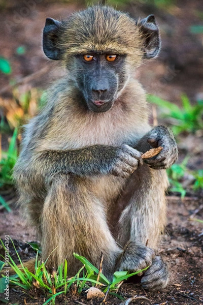 Obraz baboon sitting on the ground