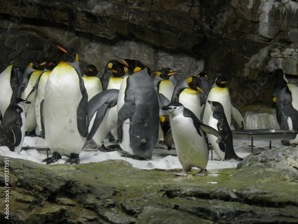 Obraz Group of Penguins