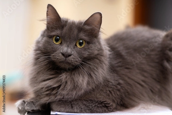 Obraz Gatto grigio a pelo lungo